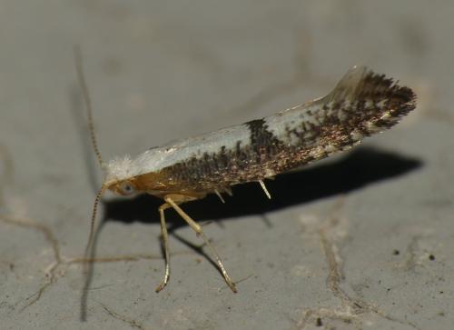 Argyresthia spinosella